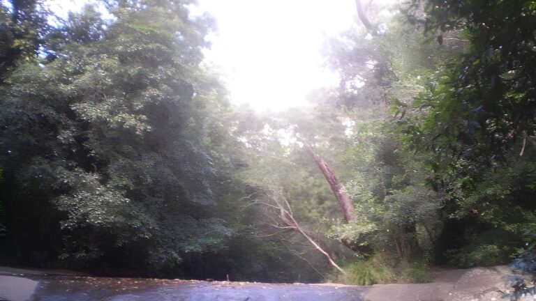 Eastwood to thornleigh hike (10. 3km)
