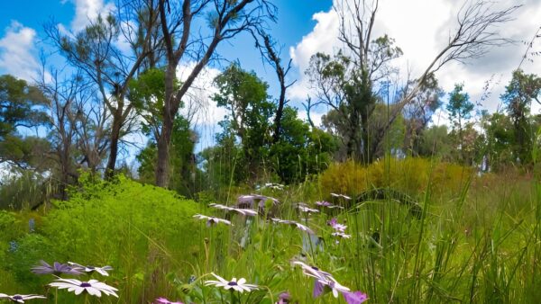 Kwinana Loop Trail Walk (21km) Kwinana loop trail walk (21km)