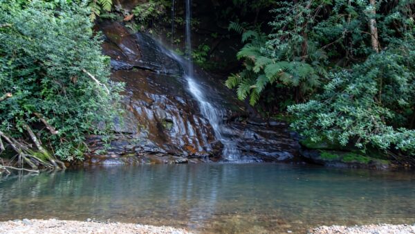 Lyrebird Dell Walk (500m) Lyrebird dell walk (500m)