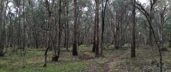 Livingstone Multi-Use Track (4.3km) Trail hiking white box walking track 8 5km 600x254