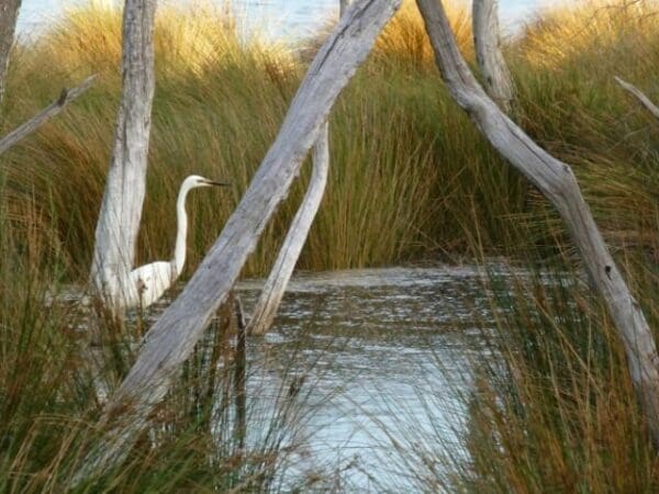 Hikes Baigup wetland 600x450