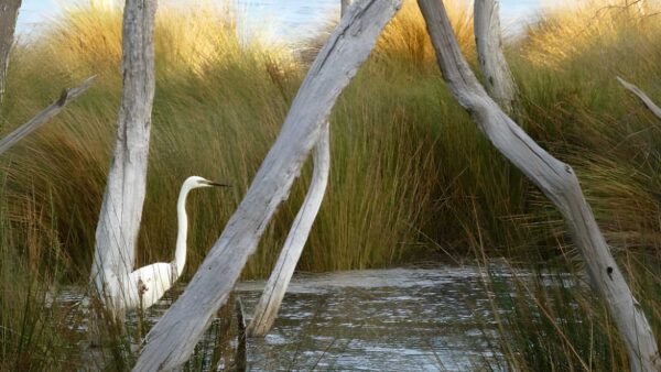 Baigup Wetland Walk (1km) Baigup wetland walk (1km)