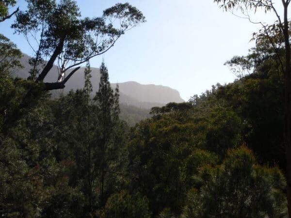 Walls Ledge, Porters Pass, Centennial Glen Circuit (5.8km) Blackheath to blue gum loop 600x450