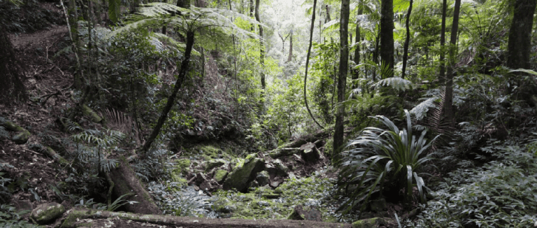 Buaraba creek ravensbourne national park 768x326