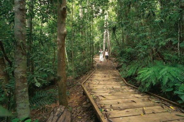 Atherton Tablelands Rail Trail Walk (14km) Lake barrine circuit track 600x399