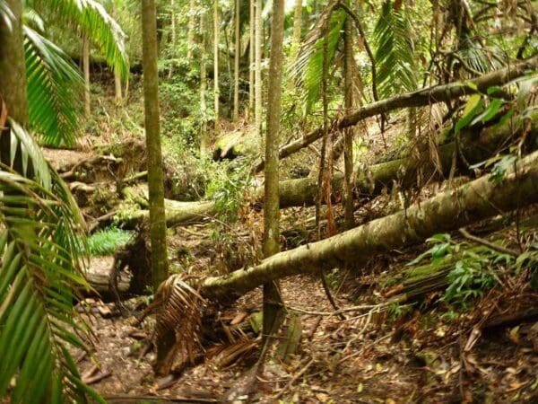 Hikes Muirs rainforest walk 600x450
