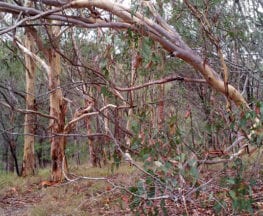 Ripleys Track Koala Bushland Coordinated Conservation Area