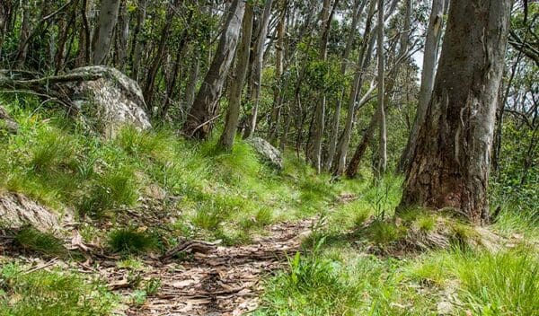 Spring glade walking track trail hiking australia 600x352