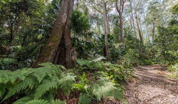 Hikes Sugar creek trail trail hiking australia 600x352