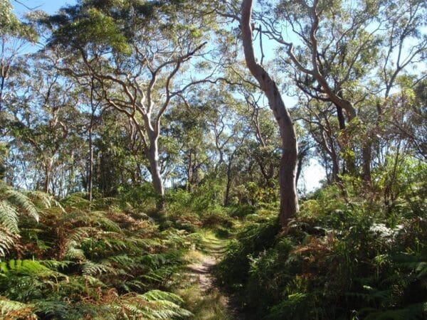 Wetland trail to redgum lookout 600x450