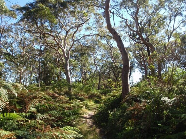 Wetland trail to redgum lookout 768x576