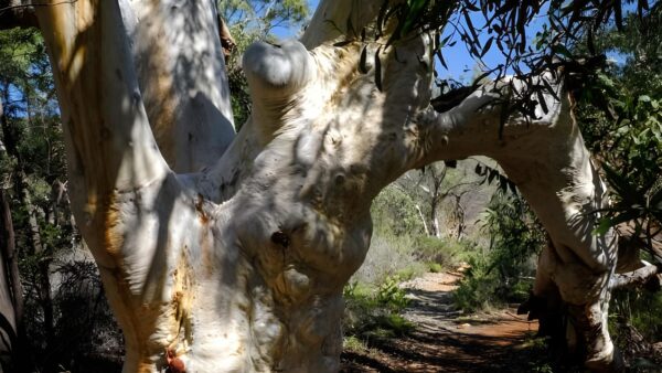 Gum Grove Trail Walk (1.5km) Gum grove trail walk (1. 5km)