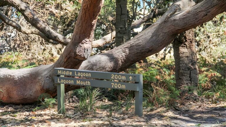 Middle lagoon walking track (200m)