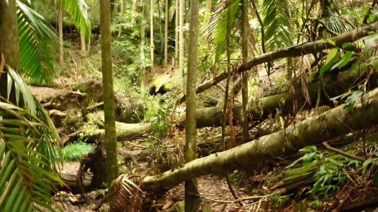 Muirs Rainforest Walk (1.5km) Muirs rainforest walk (1. 5km)