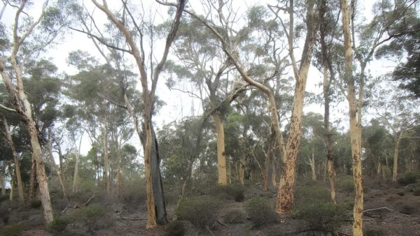 Ochre trail walk (5km)