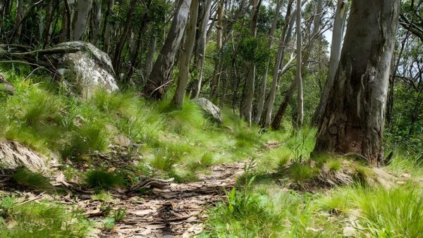 Spring glade walking track (3km)