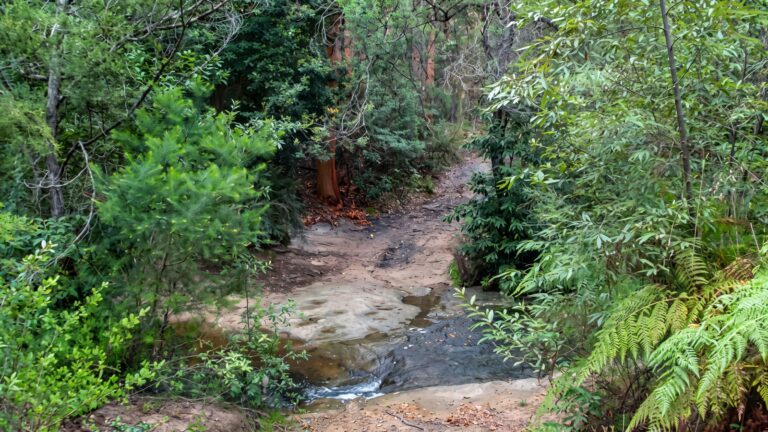 The bare creek track (8. 2km)