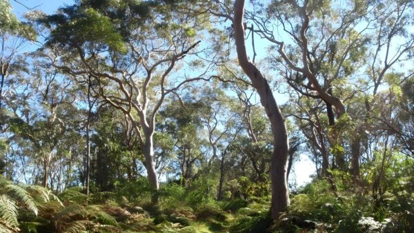 Wetland trail to redgum lookout walk (3. 1km)