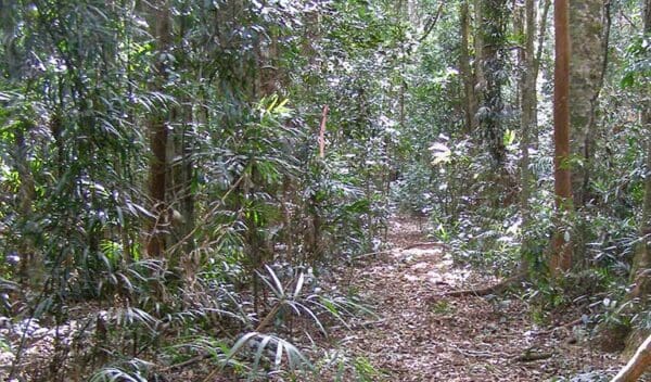 Protesters Falls Walking Track (1.4km) Big scrub loop walking track trail hiking australia 1 600x352