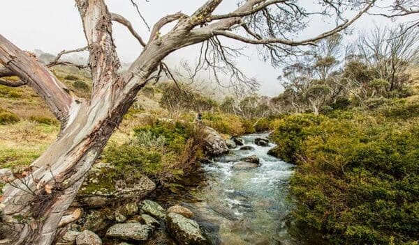 Dead horse gap walking track trail hiking australia 600x352