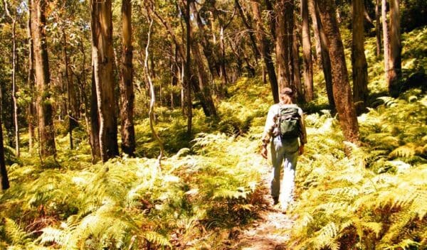 Federal pass trail hiking australia 600x352