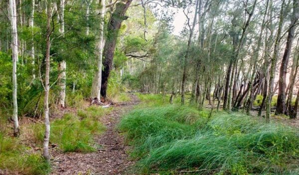 Meroo lake walking track trail hiking australia 600x352
