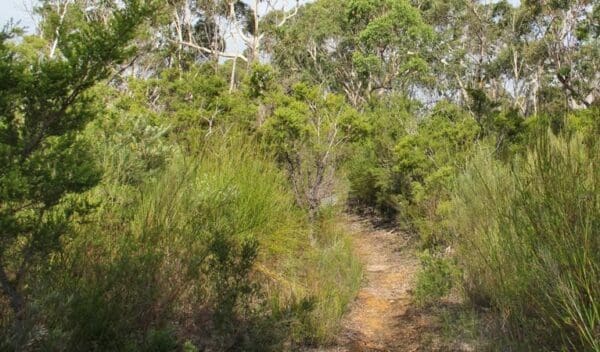 Lake Toolooma Trail Walk (5km) Mooray walking track trail hiking australia 600x352