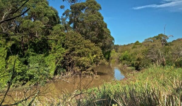 Hikes Wolli creek walking track trail hiking australia 600x352