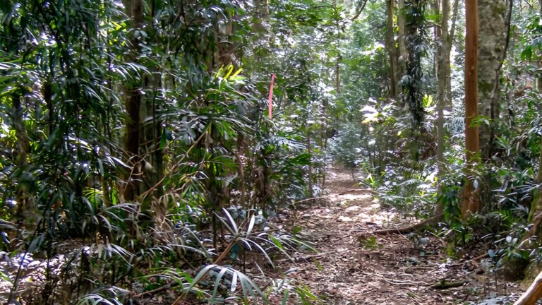Big scrub loop walking track (2km)