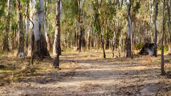 Gulpa creek walk (5km)
