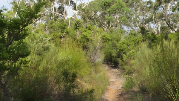 Mooray walking track (5km)