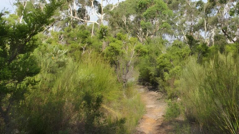 Mooray Walking Track (5km) Mooray walking track (5km)