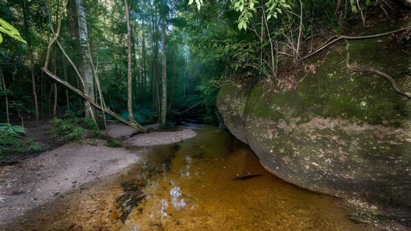 Newbys creek walk & caves walk (100m)