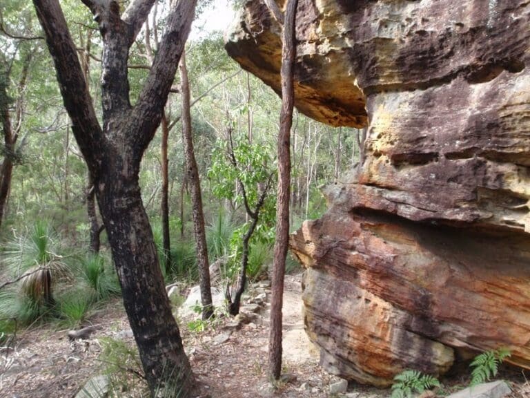 Callicoma Loop Walk (5.1km) Callicoma loop 768x576