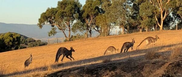 Sugarloaf & Christmas Hills Circuit Hike (15km) Warrandyte state park mt lofty trail hiking australia 600x254