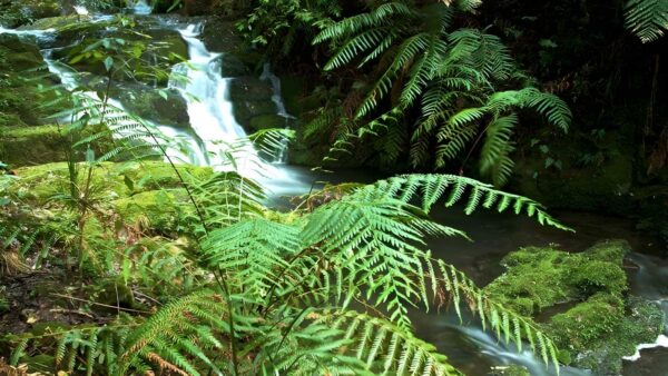 Antarctic Beech Forest Walking Track (2.5km) Antarctic beech forest walking track (2. 5km)