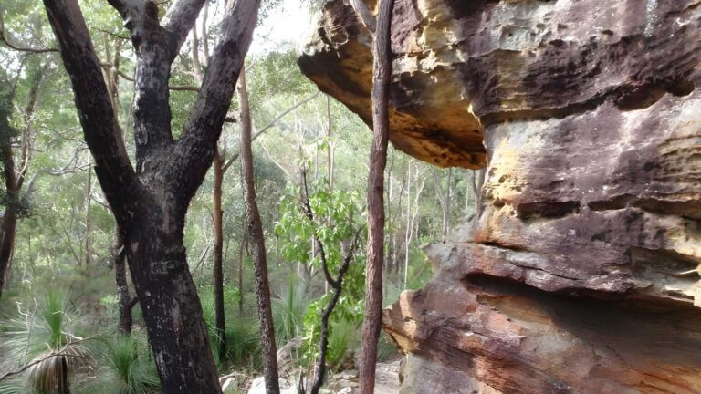 Callicoma Loop Walk (5.1km) Callicoma loop walk (5. 1km)