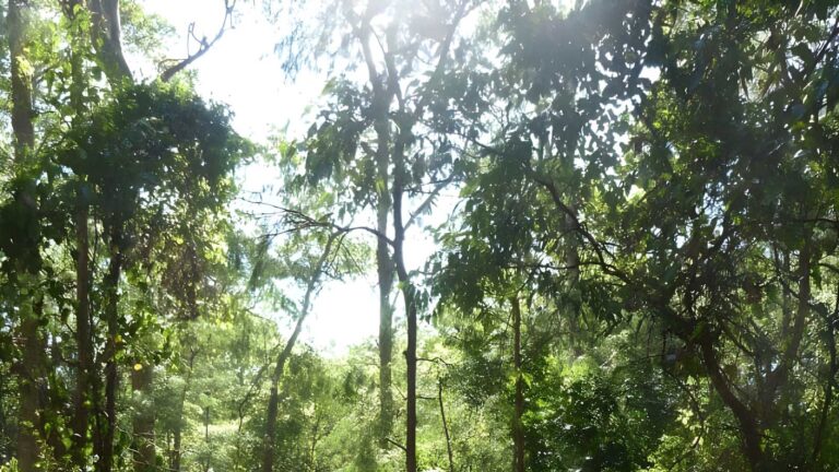 Main ridge circuit walk (2. 5km)