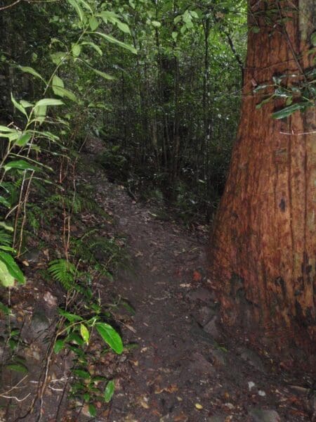 Faulconbridge to springwood via sassafras gully 450x600