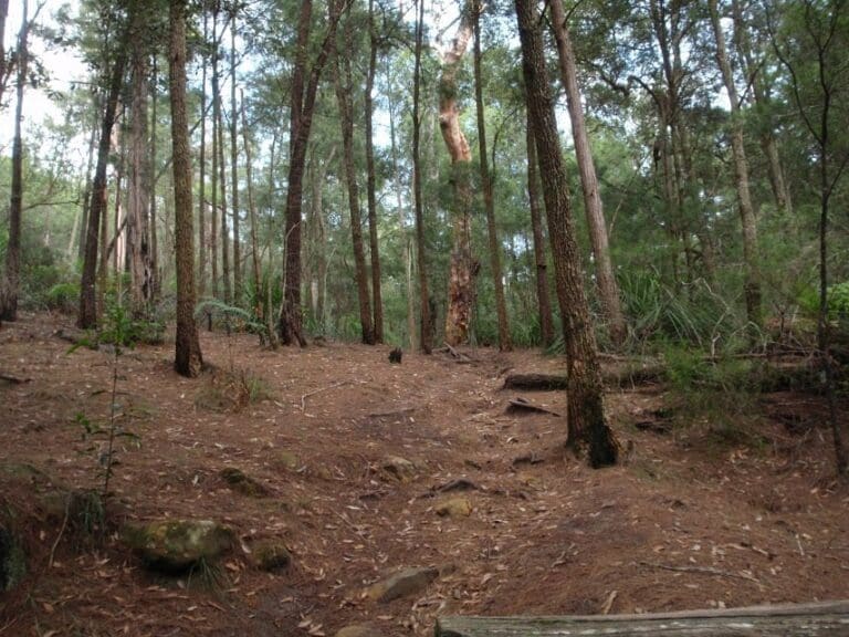Gibberagong Track (6.5km) Gibberagong track 768x576