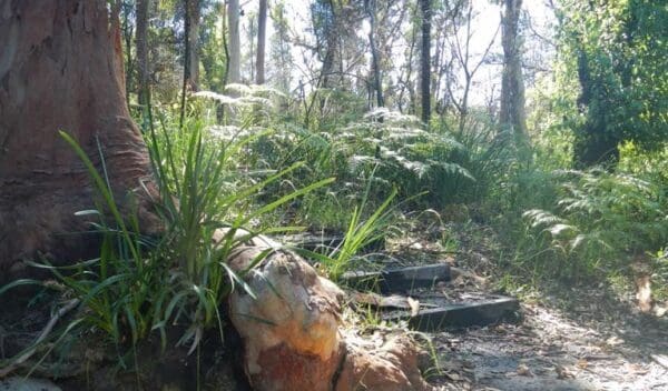 Great north walk lane cove national park trail hiking australia 600x352