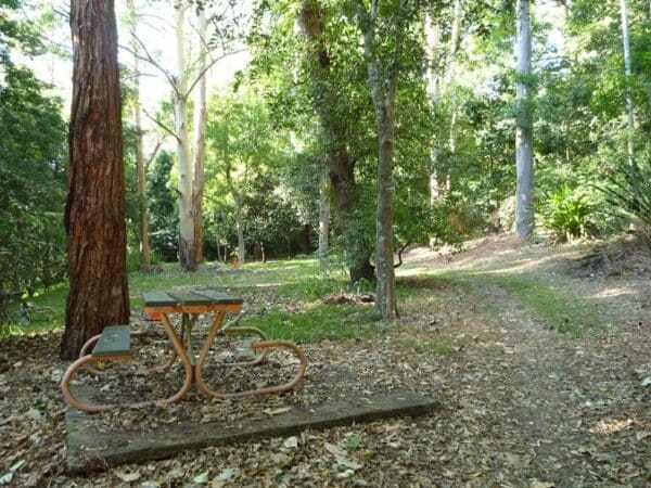 Rod earp rain forest circuit from lookout rd 600x450