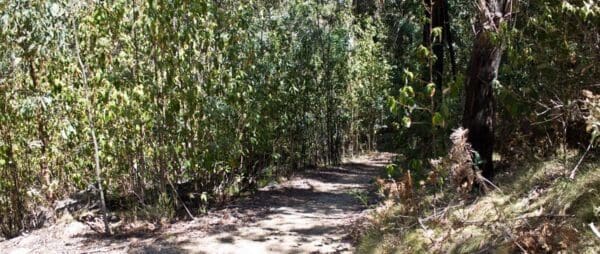 Sanctuary loop 600x254