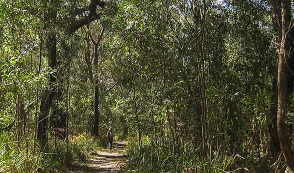 Hikes in New South Wales Sand track walk south trail hiking australia 600x352