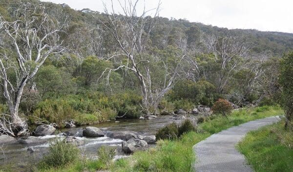 Thredbo river track trail hiking australia 600x352