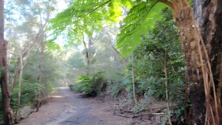 Clarinda St Dog Walking Trail (500m) Clarinda st dog walking trail (500m)