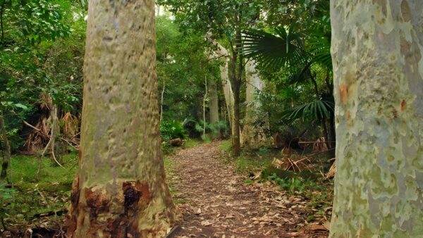 Depot Beach Rainforest Walk (700m) Depot beach rainforest walk (700m)