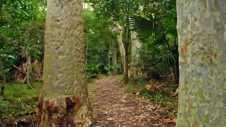 Depot beach rainforest walk (700m)