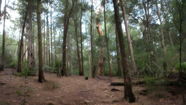 Gibberagong Track (6.5km) Gibberagong track (6. 5km)