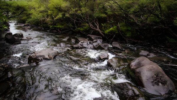 Gloucester River Walking Track (2.5km) Gloucester river walking track (2. 5km)